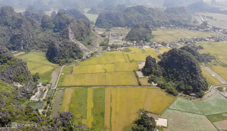 Mùa vàng ở Tam Cốc ảnh 6