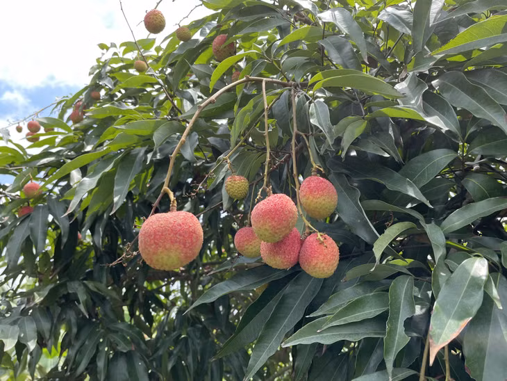 Vải chín sớm Phương Nam vị ngọt đậm, quả to đều.