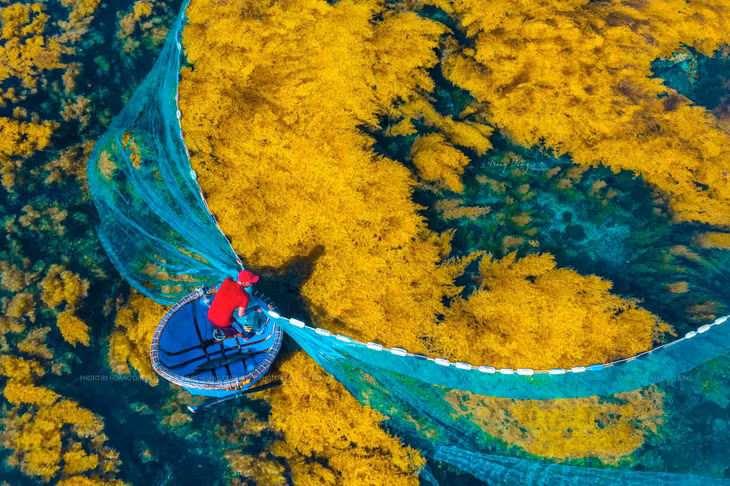 Ngư dân thu hoạch rong mơ trên thuyền thúng. Ảnh: Hoàng Dưỡng