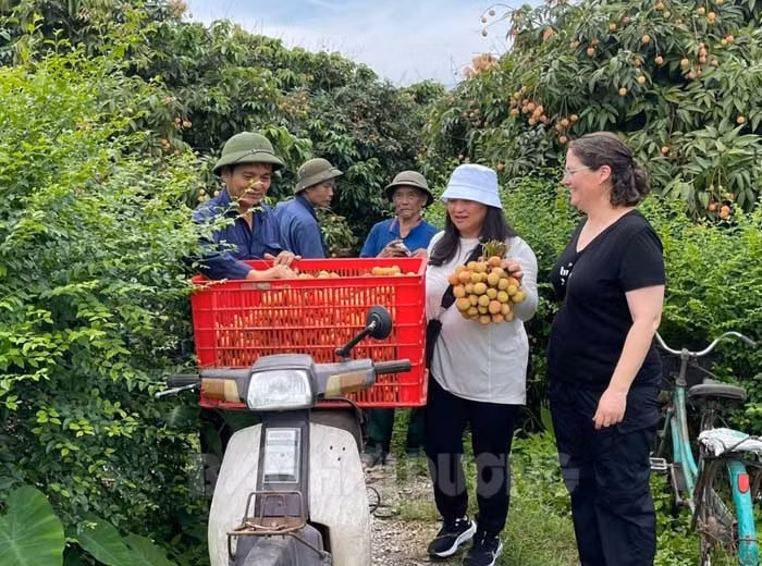 Du khách nước ngoài đến tận vườn vải ở xã Thanh Sơn tham quan và mua vải
