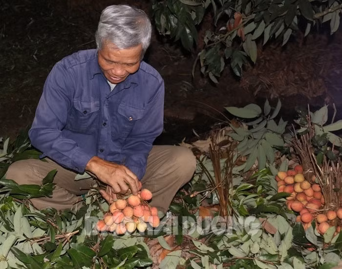 Vải thiều sớm đang được tiêu thụ ổn định, thuận lợi
