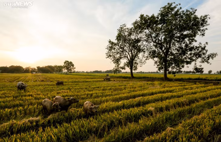 Mùa gặt bình dị ở ngoại thành Hà Nội ảnh 4