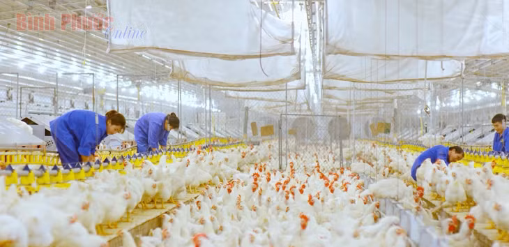 Nuôi gà công nghệ cao của Công ty TNHH Japfa Comfeed Việt Nam chi nhánh Bình Phước