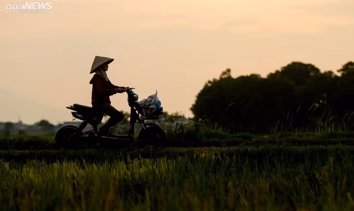 Mùa gặt bình dị ở ngoại thành Hà Nội ảnh 11