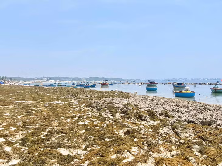 Sau khi thu hái rong mơ, người dân sẽ mang lên bờ phơi khô trong một đến hai ngày rồi bán lại cho thương lái. Ảnh: Cao Việt Cường Cavicu