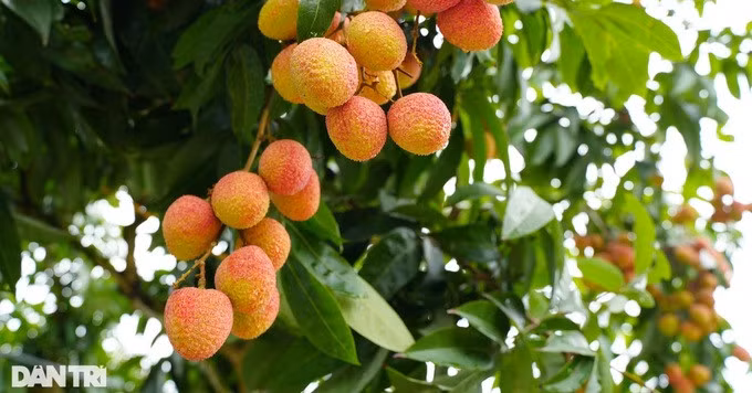 Vải là loại trái cây phổ biến vào mùa hè tại nước ta (Ảnh: Đỗ Quân).