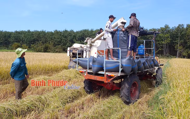 Nông dân huyện Bù Đốp đã áp dụng cơ giới hóa vào sản xuất nông nghiệp. Trong ảnh: Nông dân xã Thiện Hưng đưa công nghệ vào thu hoạch lúa - Ảnh: Đông Kiểm