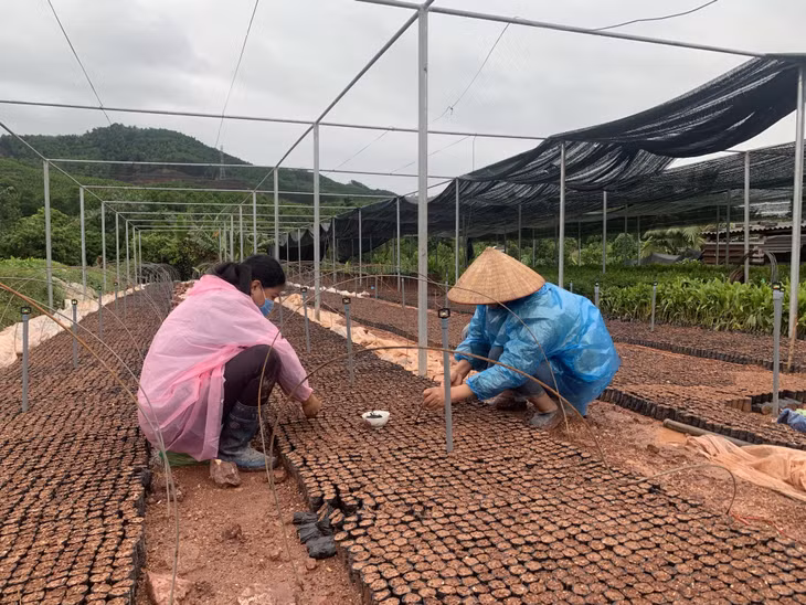 Người dân xã Phong Dụ (huyện Tiên Yên) ươm keo giống để bán.