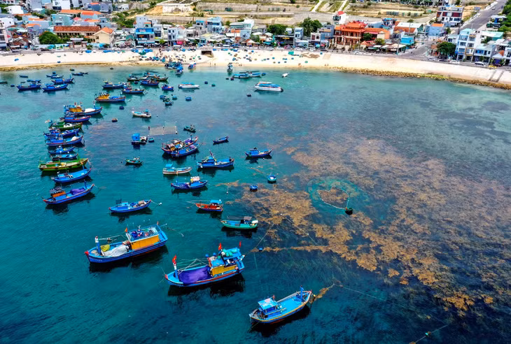 ‘trai tim bien’ giua canh dong rong mo binh dinh - 4
