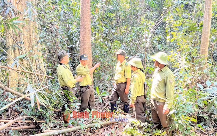 Bài cuối: Hưởng lợi lớn từ rừng ảnh 2 Bài cuối: Hưởng lợi lớn từ rừng ảnh 2