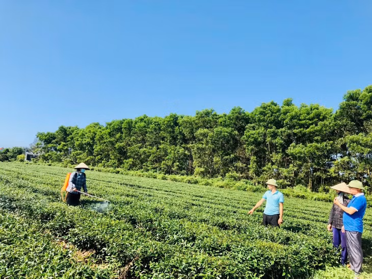 Diện tích chè của xã Quảng Phong (huyện Hải Hà) sử dụng phân bón hữu cơ công nghệ nano. Ảnh: Sở KH&amp;CN