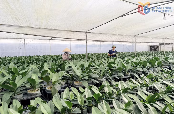 Với nguồn vốn vay ngân hàng, trang trại trồng hoa lan hồ điệp công nghệ cao của gia đình anh Lê Xuân Liêm (phường Bình Khê) phát triển ổn định.