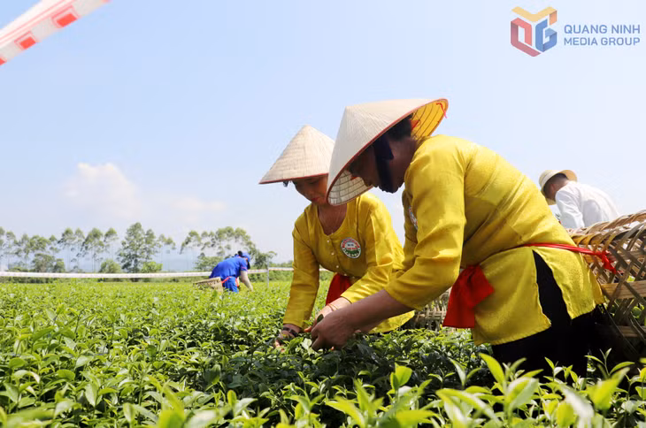 Sau lễ khai mạc, diễn ra cuộc thi hái chè trên những đồi chè&nbsp;Đường Hoa.