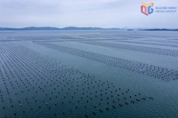 Nuôi hàu vùng biển xã Đầm Hà.