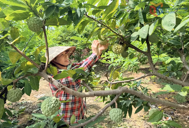 Chị Trần Thị Bình, khu Đồng Đò, phường Bình Khê thu hoạch na bở.