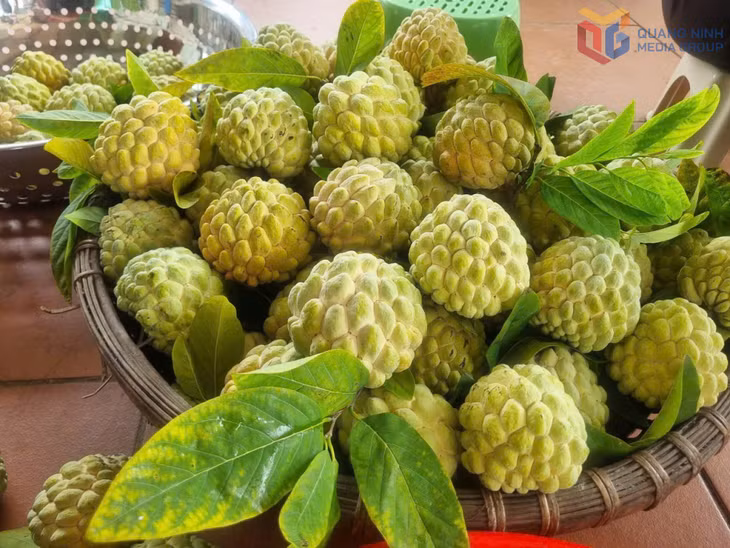 Mùa na năm nay được giá bán cao.