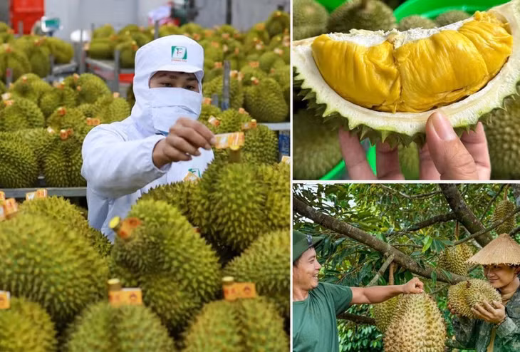 Các địa phương rà soát, quản lý chặt chẽ diện tích sầu riêng không mở rộng diện tích; tập trung nâng cao năng suất, chất lượng và hiệu quả sản xuất; tổ chức sản xuất gắn với liên kết chuỗi và nhu cầu thị trường.