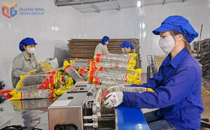 Đóng gói sản phẩm miến dong tại Công ty CP Thương mại và Dịch vụ Bình Liêu 