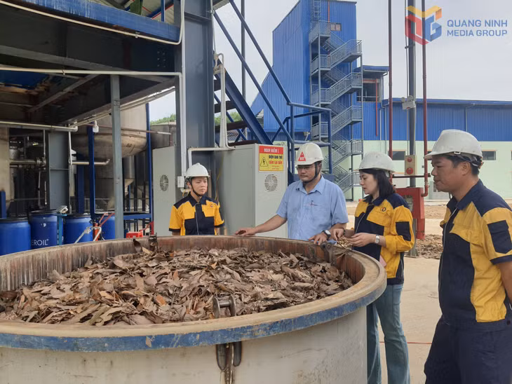 Thời gian gần đây, Công ty TNHH MTV Quế Ba Chẽ phải sản xuất gián đoạn hoặc dừng sản xuất vì thiếu nguyên liệu.