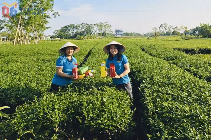 Cán bộ HND xã Quảng Đức hướng dẫn hội viên livestream sản phẩm chè của địa phương.