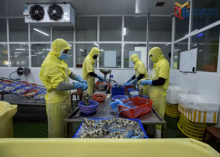 Đóng gói sản phẩm hàu xuất khẩu tại Công ty Sea Gold, xã Đầm Hà.