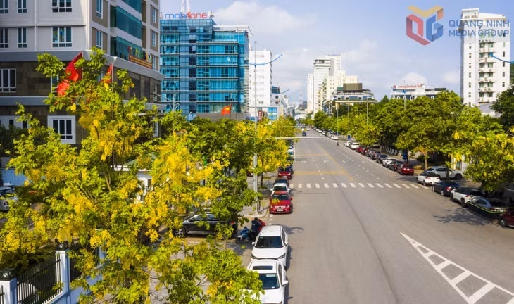 Cùng với hoa điệp vàng, muồng hoàng yến cũng đang điểm sắc vàng trên các tuyến phố của phường Hồng Gai.