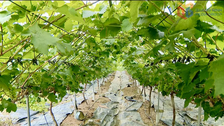 Các vườn nho sữa tại phường Đông Mai đều được các hộ đầu tư trồng trong nhà bạt, có hệ thống tưới tiết kiệm để tiện chăm sóc, quản lý dịch hại.