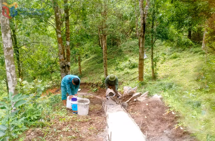 Nhiều diện tích rừng trồng, rừng hồi lâu năm ở Hoành Mô đều được chăm sóc tốt, làm đường để có thể đi lại tham quan, thu hoạch.
