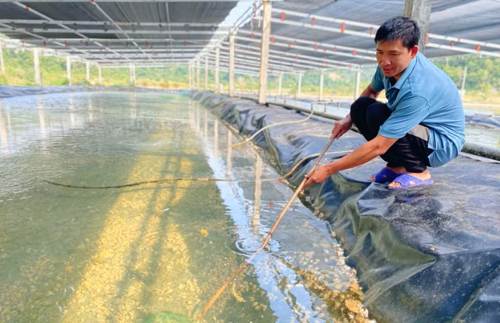 Mô hình nuôi ốc hương trong đầm của anh Đồng Sỹ Nguyên (thôn Thanh Lân 1) đang từng bước cho hiệu quả ổn định trong phát triển nuôi trồng thủy sản theo hướng công nghiệp, quy mô tập trung.