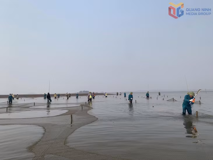 Xã Đầm Hà ra quân xử lý tình trạng lấn chiếm bãi triều nuôi trồng thuỷ sản trái phép.