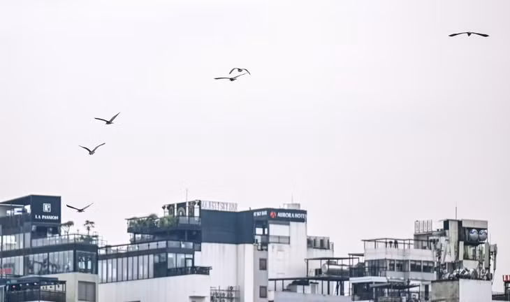 Những ngày đầu Hè, nhiều loài chim hoang dã như cò, vạc, diệc… bay lượn, săn mồi và trú ngụ trên các tán cây xanh quanh đảo Ngọc trong không gian bình yên khu vực trung tâm Thủ đô.