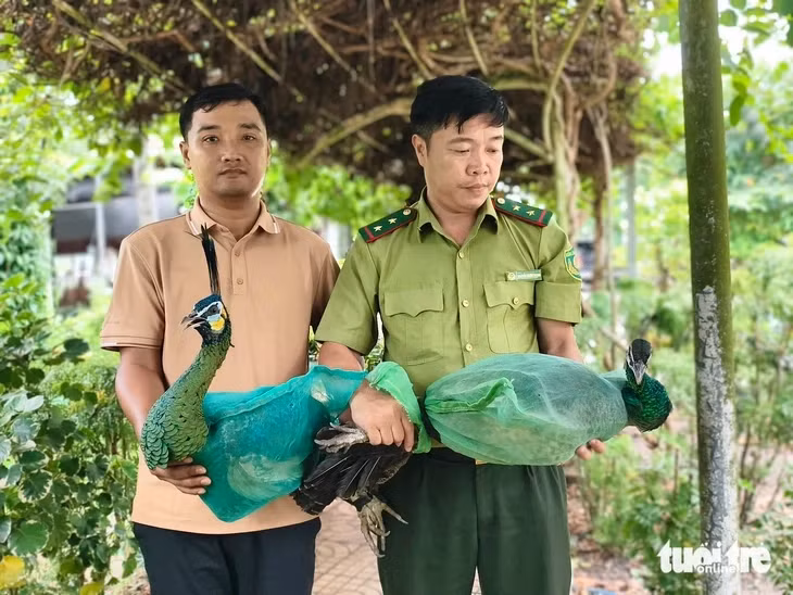 Hai con chim công mà anh Lê Minh Toàn tự nguyện giao cho cơ quan kiểm lâm vào ngày 25-5 - Ảnh: NGỌC KHẢI