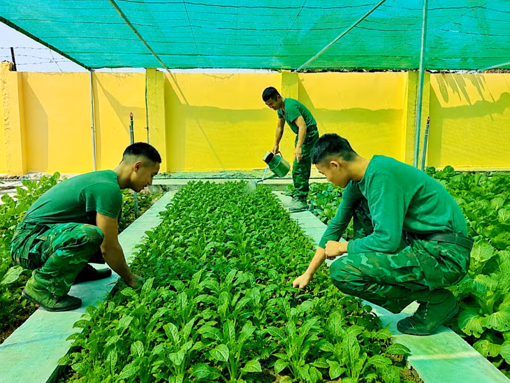 CBCS Đồn Biên phòng Trà Cổ chăm sóc vườn rau xanh của đơn vị.