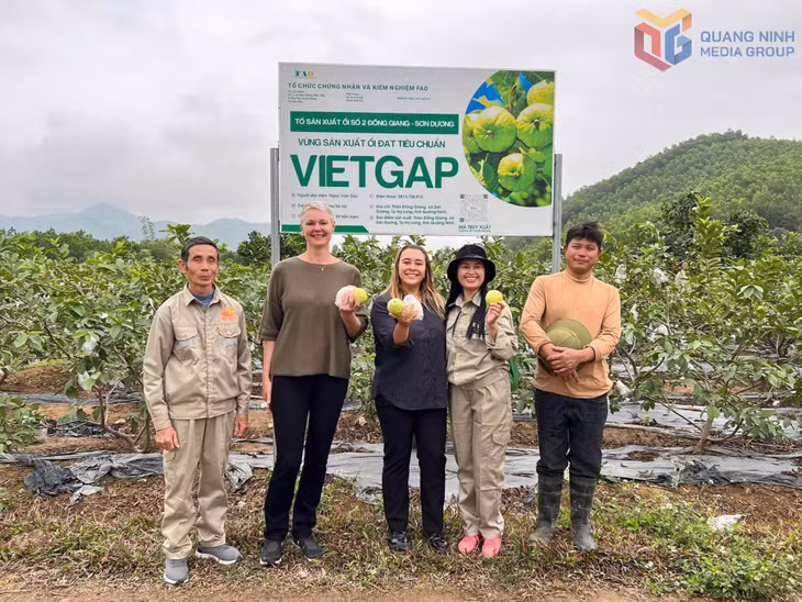 Thành viên HTX Nông lâm ngư nghiệp Việt Hưng (phường Hoành Bồ) giới thiệu sản phẩm ổi lê đến du khách.