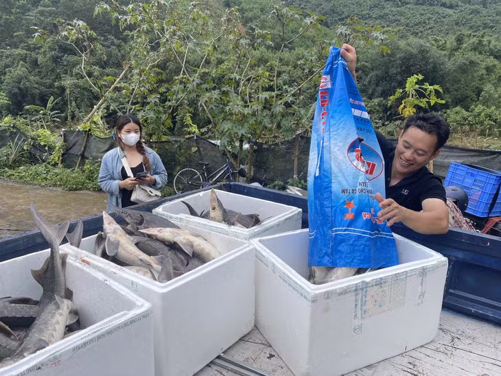 Hiện tại, số lượng cá tầm đã được nhiều doanh nghiệp, người dân thu mua.