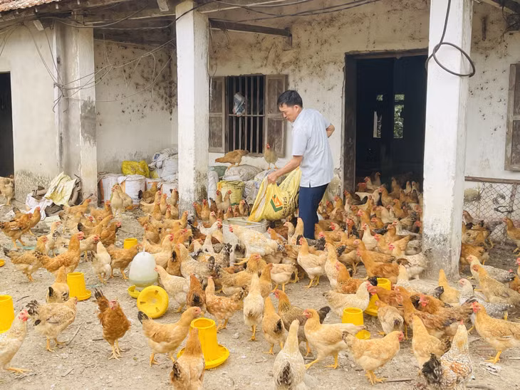 Ông Trần Văn Đa, Giám đốc HTX Gà Tiên Yên chăm sóc đàn gà của HTX.