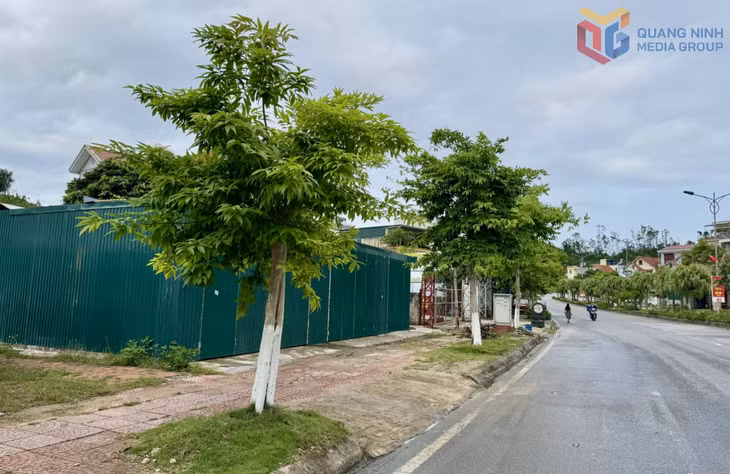 Cây bằng lăng trên tuyến đường Quang Trung.