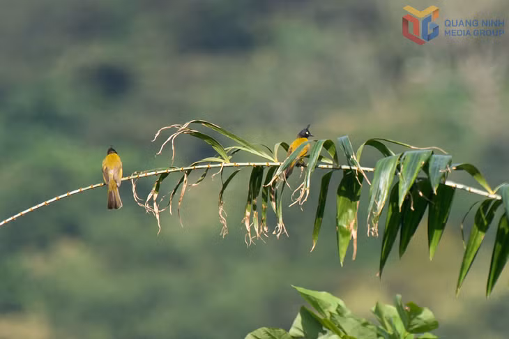 Nhiều loài chim có tên trong Sách đỏ Việt Nam được tìm thấy trong rừng Quảng Nam Châu (xã Quảng Đức, Đường Hoa).