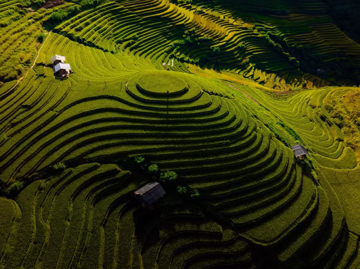 Ở Mù Cang Chải có hai khu đồi Mâm Xôi lớn và nhỏ nằm không cách xa nhau đều thu hút du khách tới chụp ảnh vào mùa lúa chín. Đây cũng là khu vực lúa chín muộn và thu hoạch sau cùng so với các ruộng bậc thang khác.
