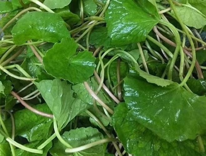 Rau má là một trong những loại rau thường được trồng trong nhà, giúp mát gan. Ảnh: Kiều Vũ.