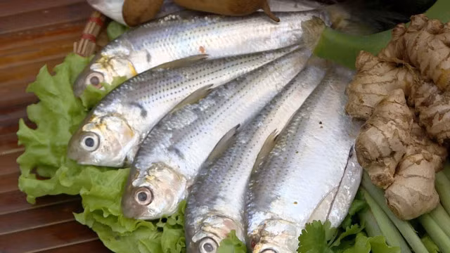 Cá mòi là một trong những loại cá biển chứa hàm lượng omega-3 tự nhiên cao.