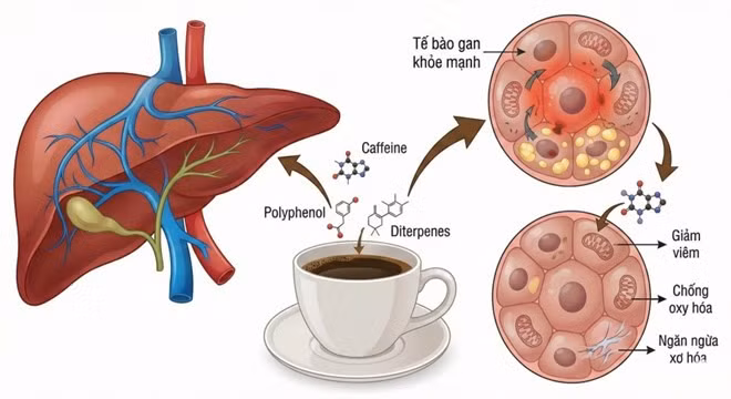 Hình ảnh giải phẫu gan người và tác dụng của cà phê đối với tế bào gan, hỗ trợ thải độc gan. Đồ hoạ: Trà My