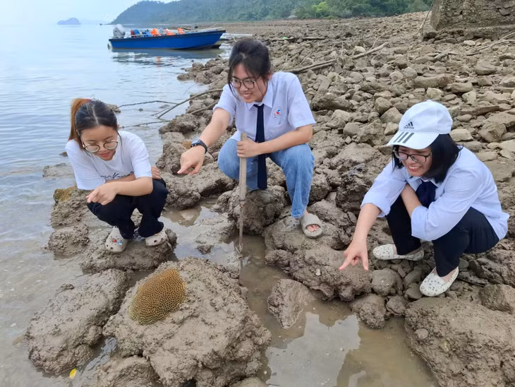 Khi nước cạn, san hô lộ ra chứng tỏ môi trường tốt. Ảnh: Nguyễn Tuấn Nghĩa (Trường THPT Chuyên Hạ Long)