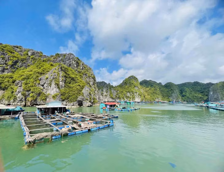 Bè nuôi hải sản trên vịnh Lan Hạ. Ảnh: Khoa Hùng