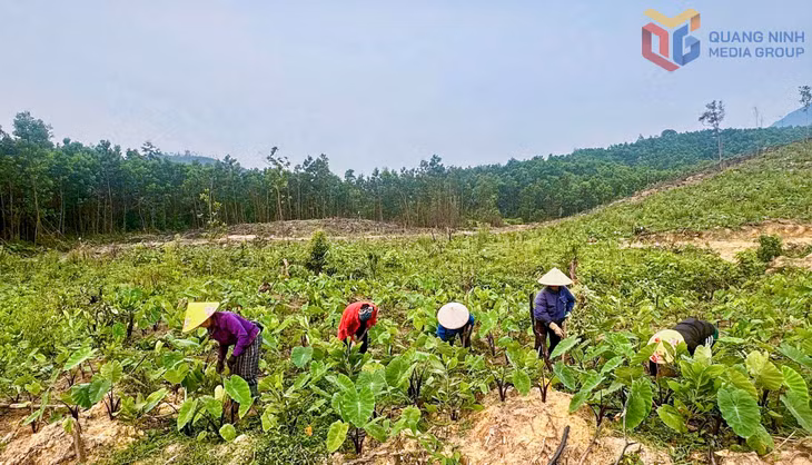 Bà con xã Quảng Đức chăm sóc cây khoai môn.