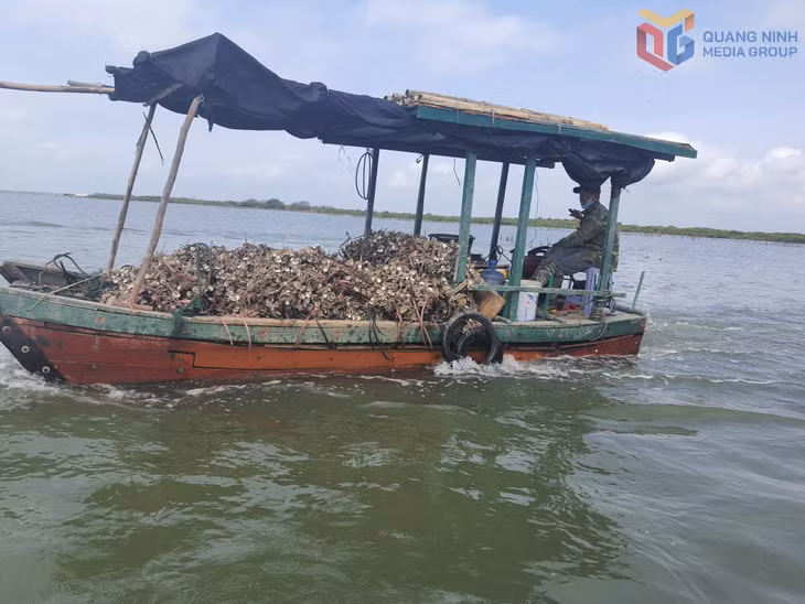Những tàu cá công suất nhỏ, khả năng khai thác ven bờ được tỉnh Quảng Ninh khuyến khích chuyển đổi sang nghề khác.