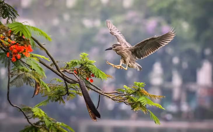 Sự xuất hiện của đàn chim hoang dã là tín hiệu tích cực cho thấy môi trường sinh thái quanh Hồ Gươm đang dần được cải thiện. Việc duy trì không gian xanh, giảm ô nhiễm và bảo vệ hệ sinh thái tự nhiên đã góp phần thu hút nhiều loài chim quay trở lại sinh sống.