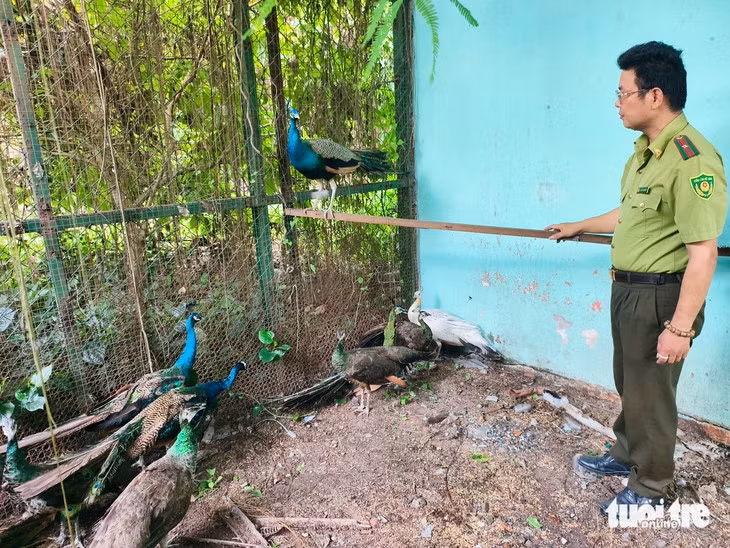 Khu vực kiểm lâm chăm sóc, nuôi dưỡng chim công - Ảnh: NGỌC KHẢI