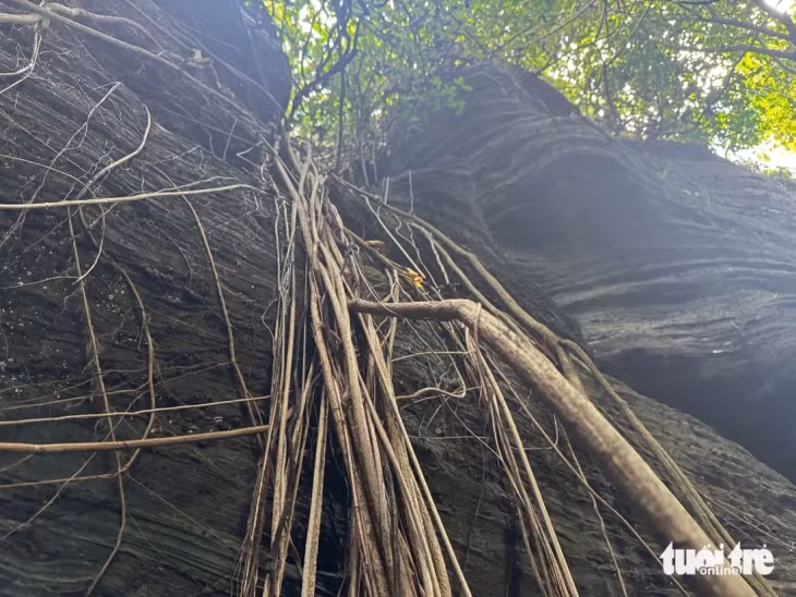 Rễ cây chằng chịt ở hang