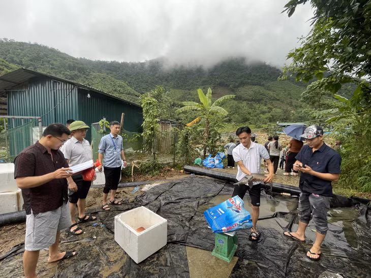 Sau khi được tuyên truyền, hỗ trợ và thông tin trên các nền tảng truyền thông, nhiều người dân, doanh nghiệp đã tới bản Siệc Lống Mìn, xã Quảng Tân, để "giải cứu" cá tầm.